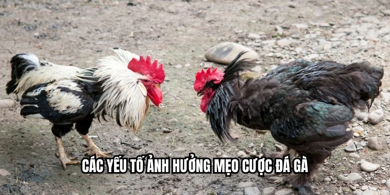 Mẹo Cược Đá Gà Giúp Người Chơi Tăng Tỷ Lệ Chiến Thắng Các yếu tố ảnh hưởng mẹo cược đá gà