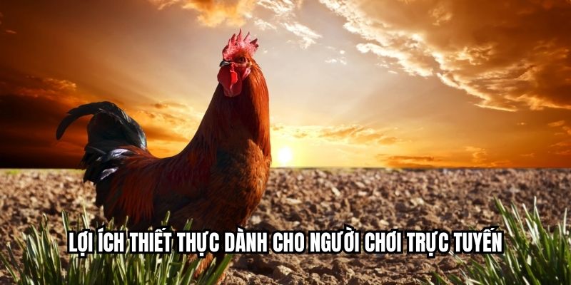 Đá Gà Nạp Rút Nhanh - Trải Nghiệm Giao Dịch Tức Thời Lợi ích thiết thực dành cho người chơi trực tuyến