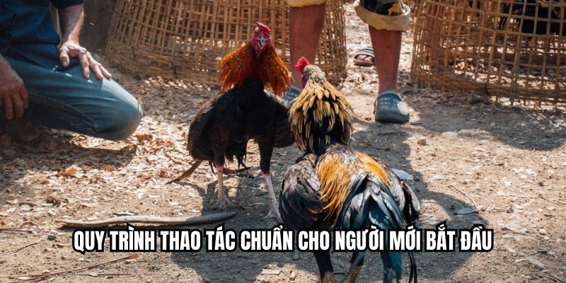 Đá Gà Nạp Rút Nhanh - Trải Nghiệm Giao Dịch Tức Thời Quy trình thao tác chuẩn cho người mới bắt đầu