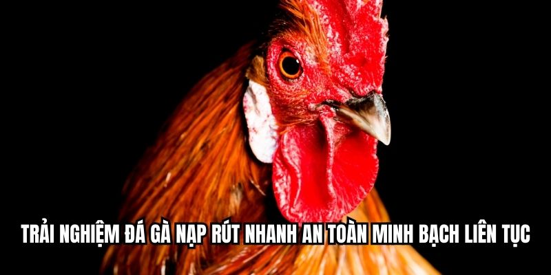 Đá Gà Nạp Rút Nhanh - Trải Nghiệm Giao Dịch Tức Thời Trải nghiệm đá gà nạp rút nhanh an toàn minh bạch liên tục