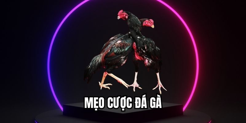 Mẹo Cược Đá Gà Giúp Người Chơi Tăng Tỷ Lệ Chiến Thắng Mẹo cược đá gà